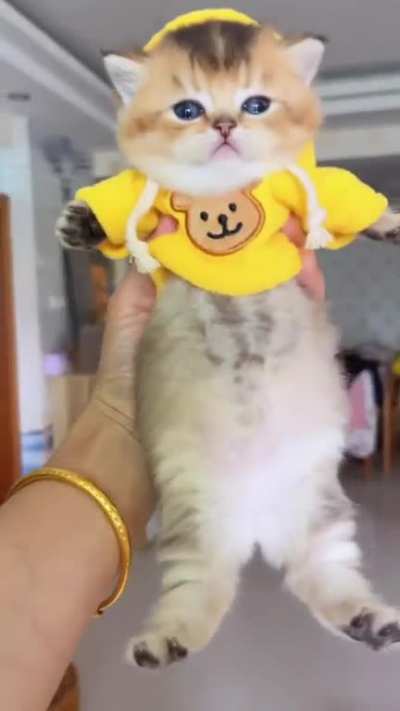 A cute hoodie for a cute kitty