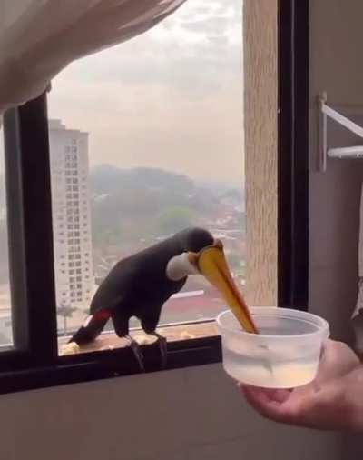 ?A curious Toucan pays a visit.
