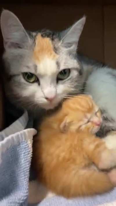 Kitten and Mom are safe now ?
