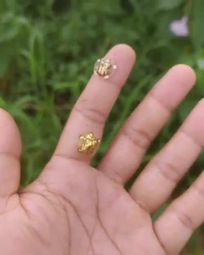 Gold bugs found in India ?