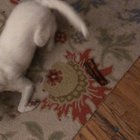 ?? So much support and kind words for our blind and deaf Opal! We gave her a bone ? to let her know how many people think she’s special! ??