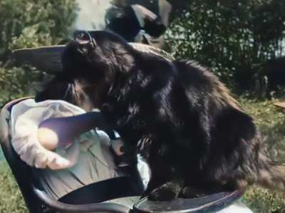 The world's first cat clip ever from 1899. "Little girl and cat". Colorized and speed adjusted.