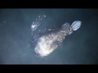 The Atlantic Football Fish, an anglerfish found primarily in mesopelagic depths of the ocean.