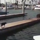 Hurry get in the water!