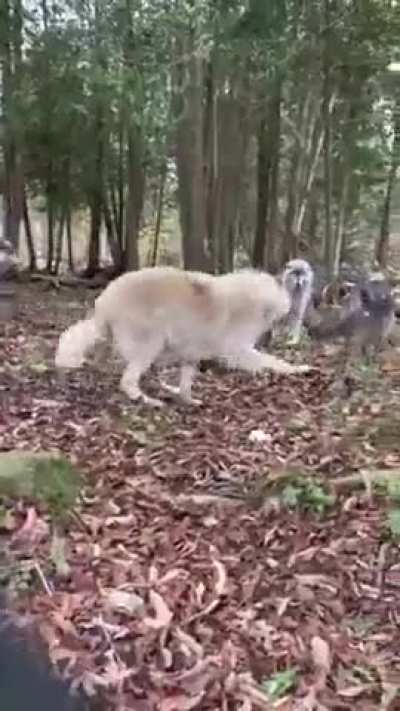 I've never seen a wolf be silly oh my goodness ??
