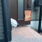 Henlo, fren!