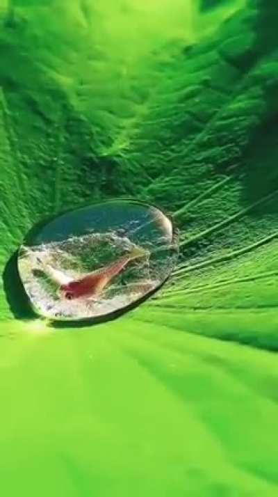 ? A Fish in a drop of water on a Lotus leaf