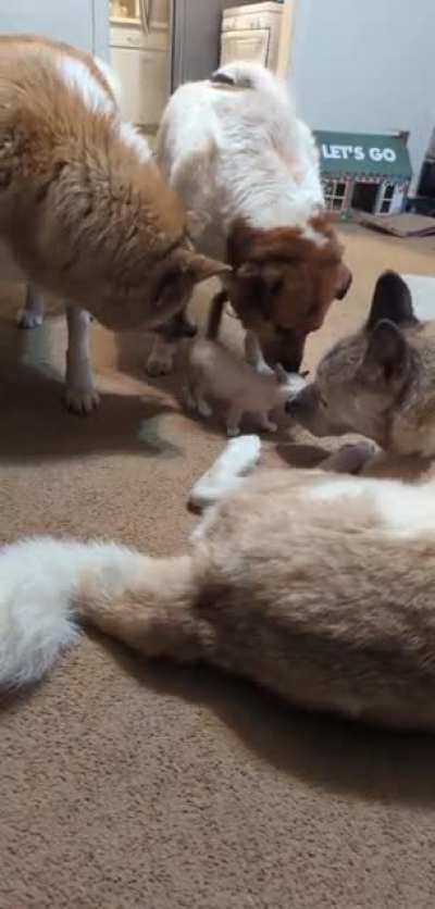Introducing the dogs to my newest foster criminal