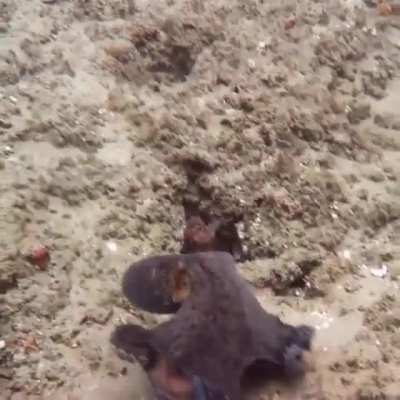? Octopus going stealth mode
