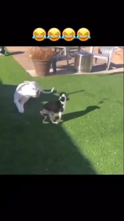 This Dog watched too much Mortal Kombat
