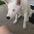 Deaf and blind Opal is back by popular demand. Everyone asked what we do for training so here is a little video! Enjoy!