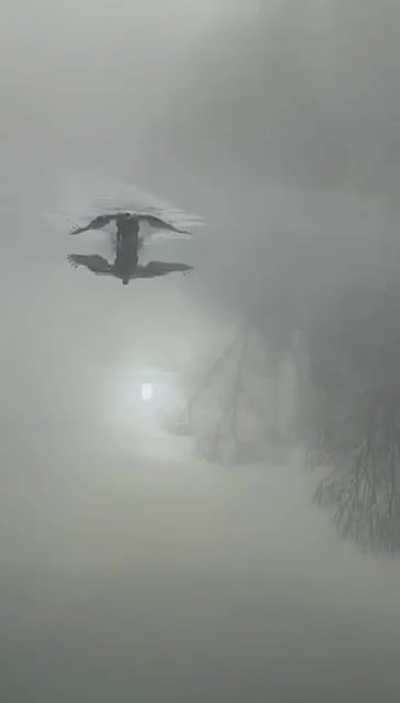 ? On a Lake, a Swan Appears in the Mist.
