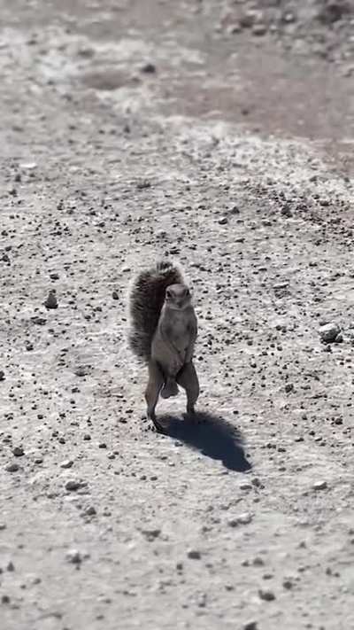 Just a Squirrel tryin to find his nuts ?️