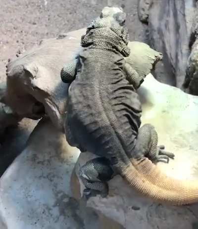 ? Lizard couldn't hide, the fact that he has rythm in his body with a little shimmy.