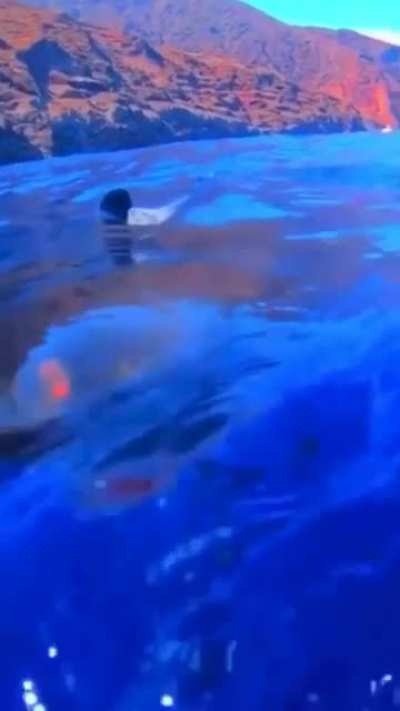 ? a sharks ability to appear out of nowhere