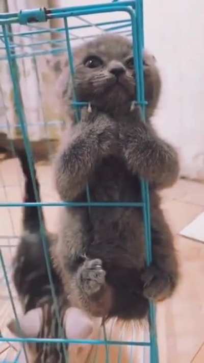 "Please let me out ?"