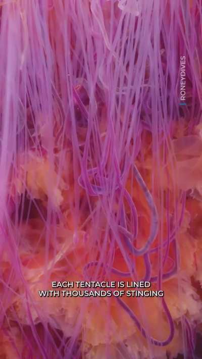 ? Largest species of jellyfish in the world filmed off British Columbia’s coast.