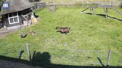 Goat and rooster saving chicken from hawk attack