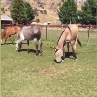 Fifty shades of neigh