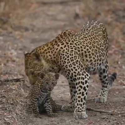 ? Momma leopard and her cub ?