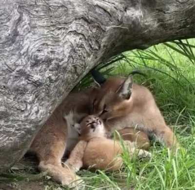? Mama Caracal giving her baby a case of the yawns