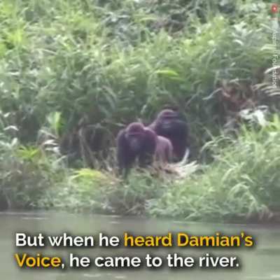 Everyone warned him to not meet the gorilla he raised ❤️ ?. 5 years later, their meeting in the jungle left everyone in tears.