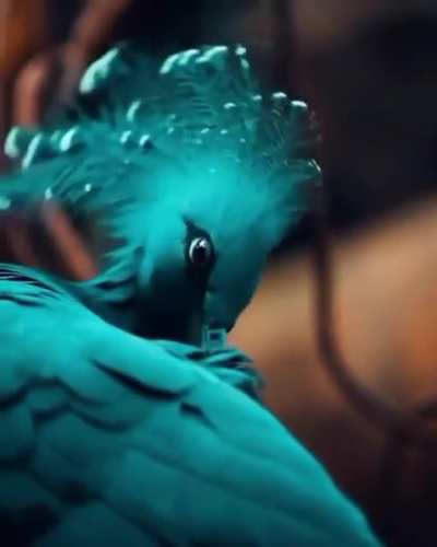 ? Victorian Crowned Pigeon