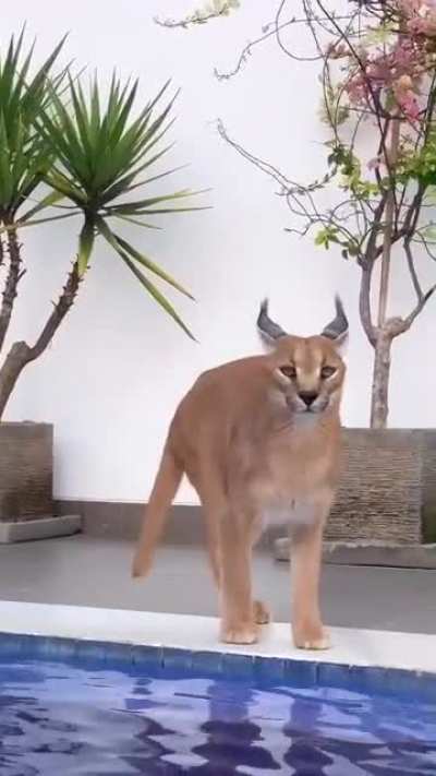 ? A Beautiful Caracal