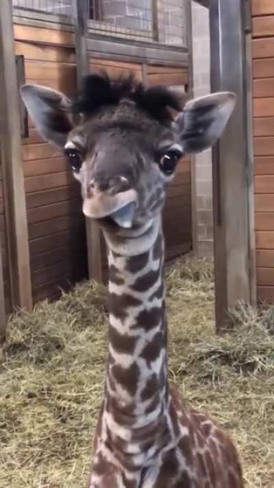 This is for you Human... mlehm