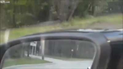 Bird like "get off the road!"