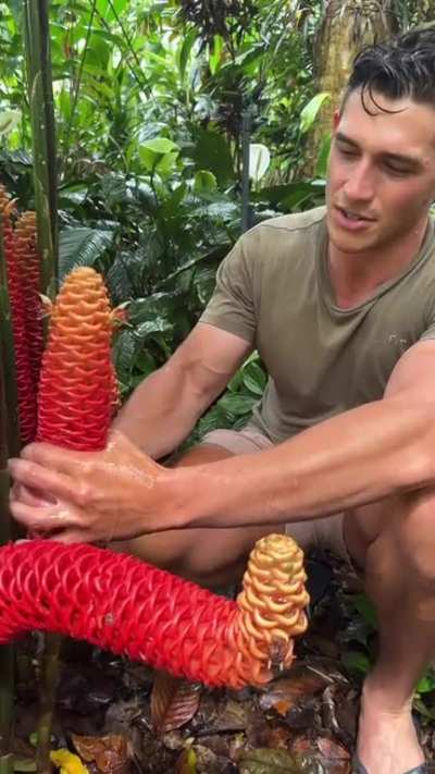 Squeeze from the base to top, letting it cum onto your hands. The natural raw lubricant is like nothing ever before on earth. Simply because of its versatile ability to be shampoo, conditioner or cleanser