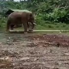 Elephant uses a stick to clean between his toes