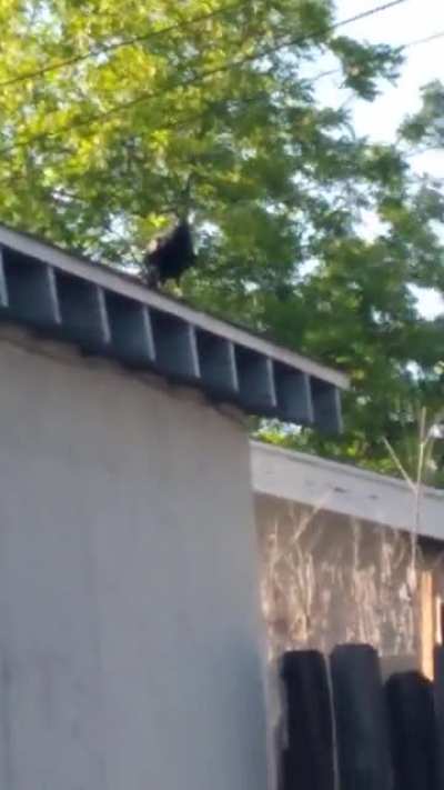 This crow is pissed at me