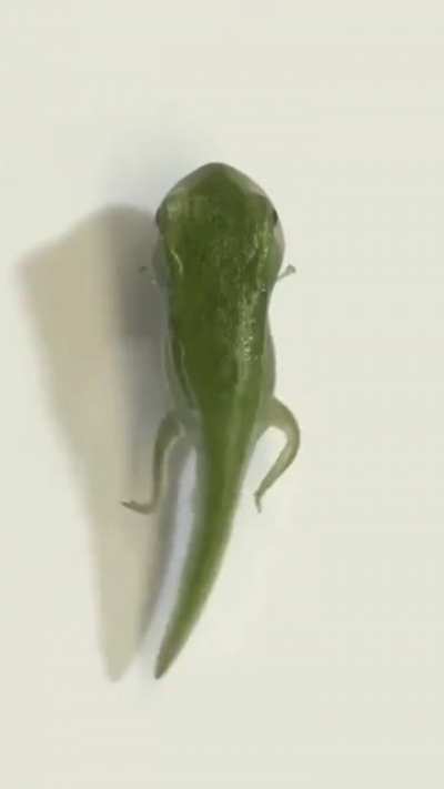 ? Metamorphosis of a frog
