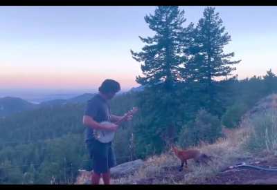 Playing banjo for a wild fox! He came back for an encore! ?