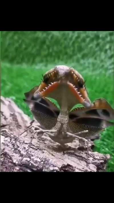 ? Dead Leaf Mantis on defensive display ?