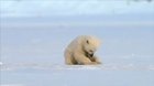 Seal accidentally scares baby polar bear ?