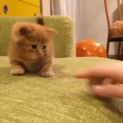 Such a cute kitten