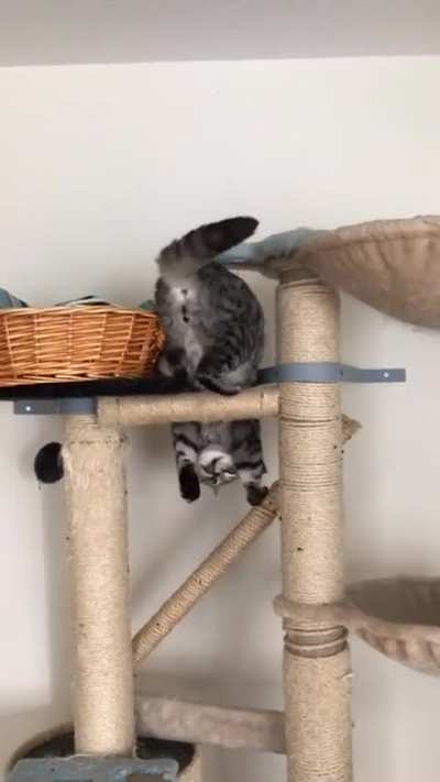 That’s one way to dismount your scratching tower