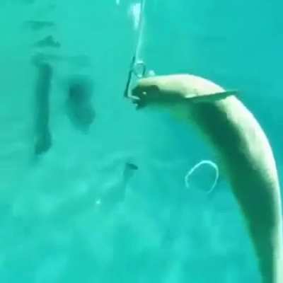 Nice trick