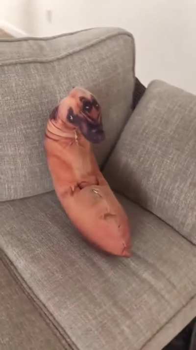 A unique and totally not cliche title about a dog.