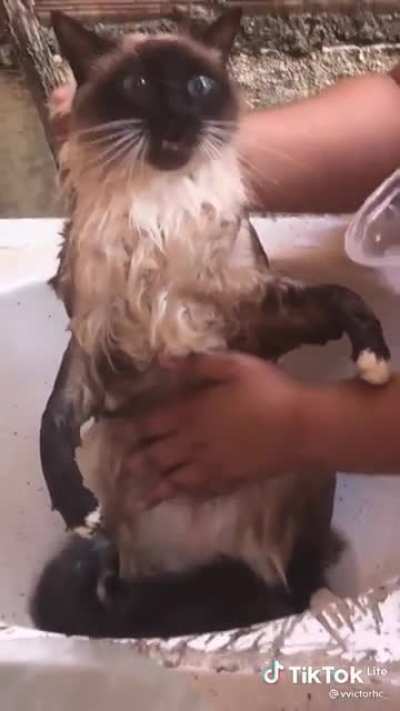 Lil' Stella starts speaking while taking a bath and her parents laugh their asses off -- ("magoou" means something like "I resent you and I'm hurt ?" in Brazilian Cat Portuguese)