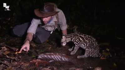 Startled Wild Cat