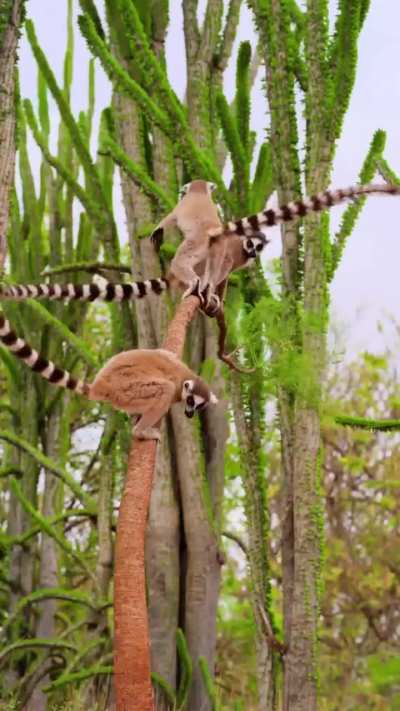 ? Ring-tailed lemurs showing off their agility on a natural jungle gym