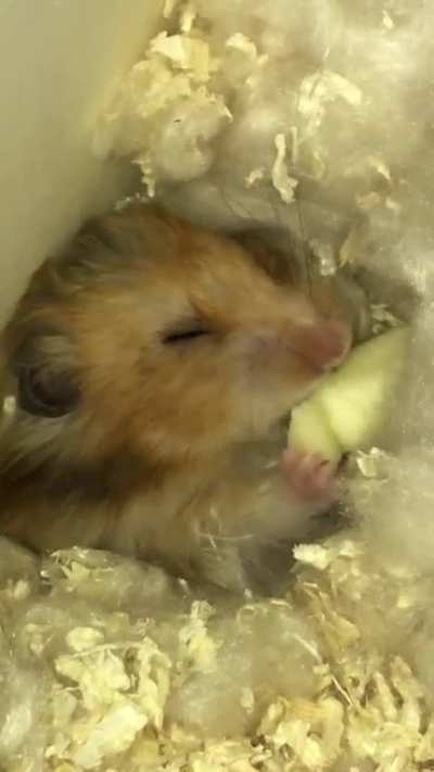 Half asleep enjoying an apple ??