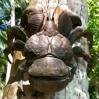 ? Coconut crab