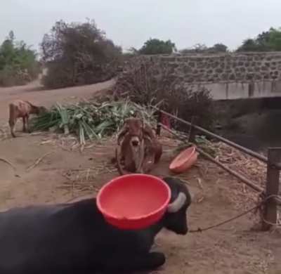 A bored cow.