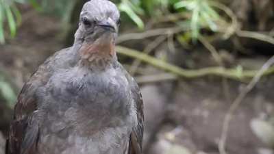 The Superb Lyrebird has the ability to accurately mimic any natural and artificial sounds from their environment. In this video it imitates Kookaburras, birds taking flight, dogs barking, car alarms going off, cars driving past, camera shutters, zippers,