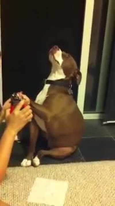 Fainting Dog