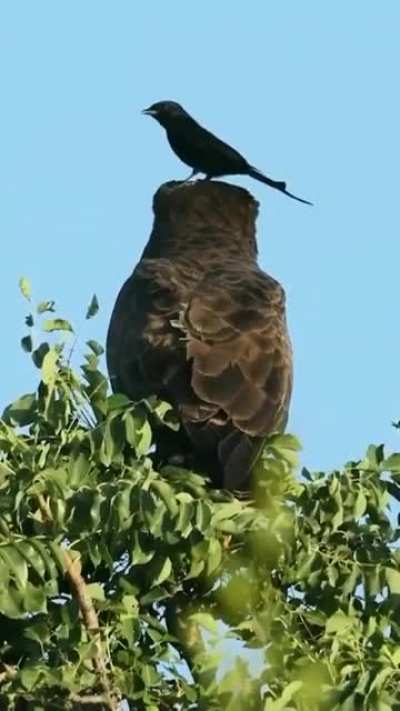 ? Just a bird landing on a tree, is all.
